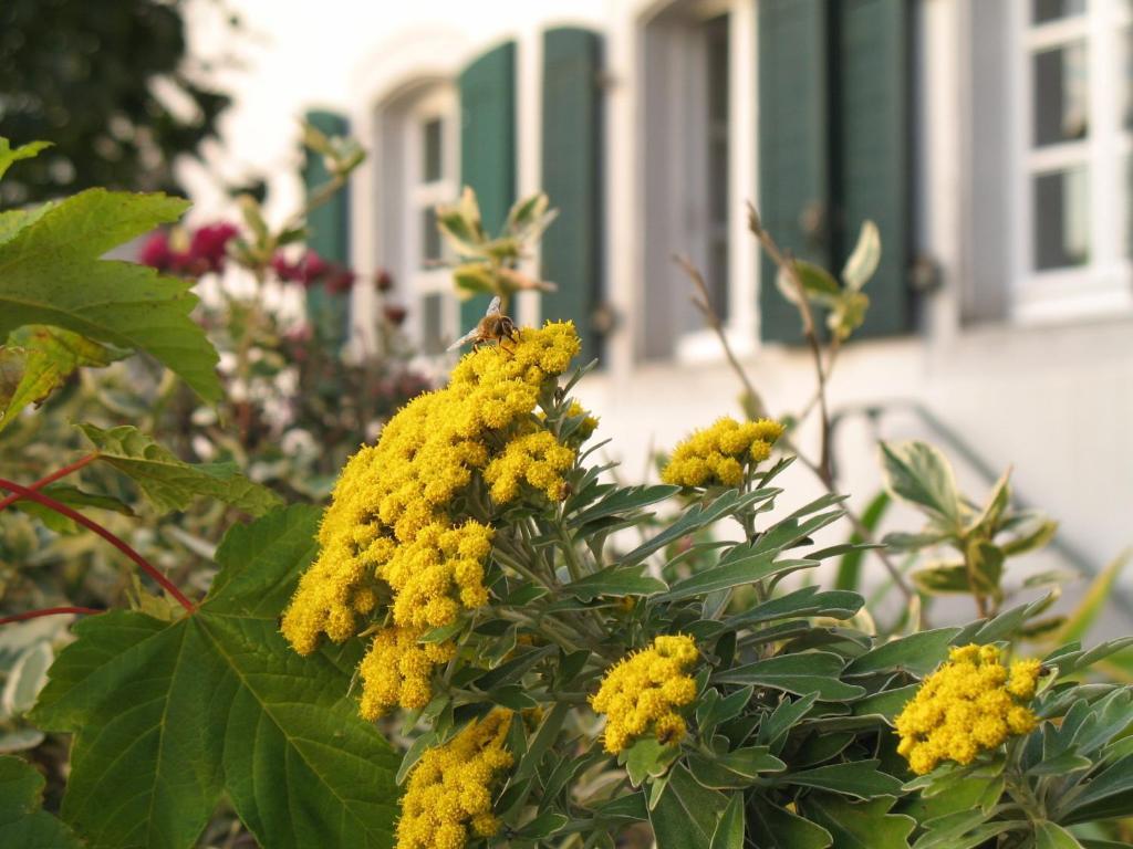 Rhein River Guesthouse - Direkt Am Rhein เลเวอร์คูเซน ภายนอก รูปภาพ