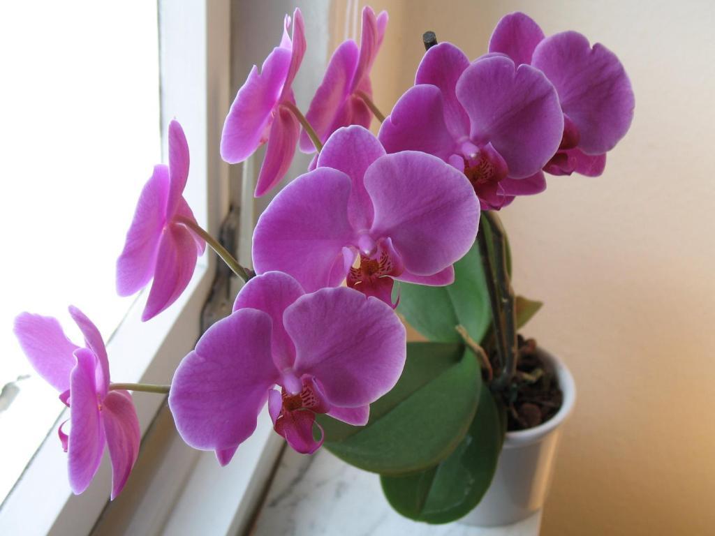 Rhein River Guesthouse - Direkt Am Rhein เลเวอร์คูเซน ภายนอก รูปภาพ