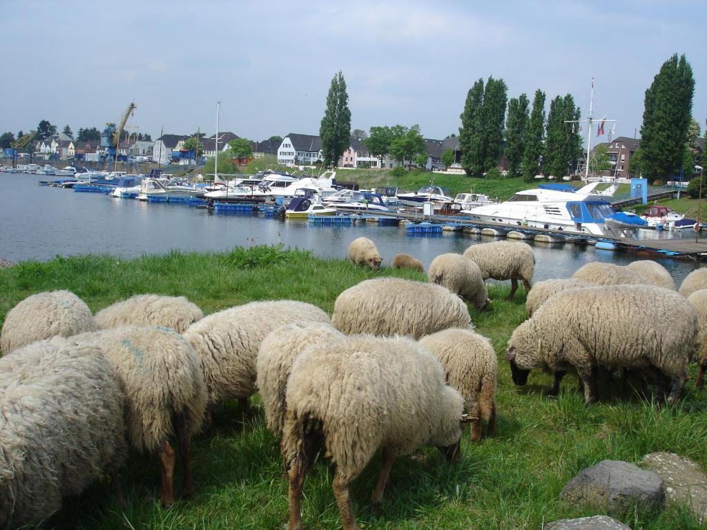 Rhein River Guesthouse - Direkt Am Rhein เลเวอร์คูเซน ภายนอก รูปภาพ