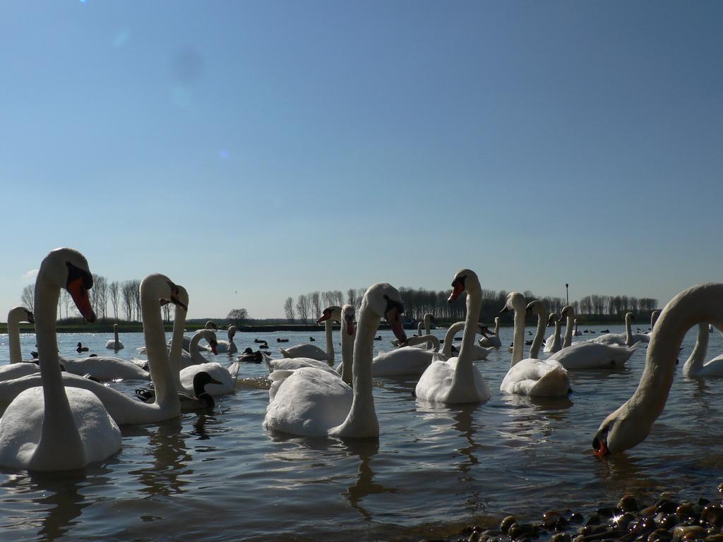 Rhein River Guesthouse - Direkt Am Rhein เลเวอร์คูเซน ภายนอก รูปภาพ